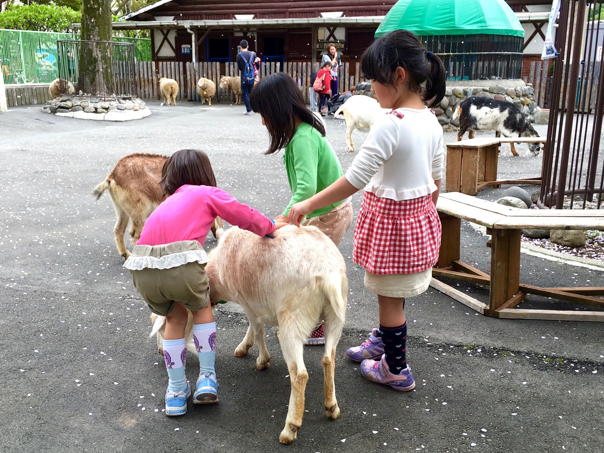 🐐 이타바시 어린이 동물원(이타바시 코도모 도부츠엔)